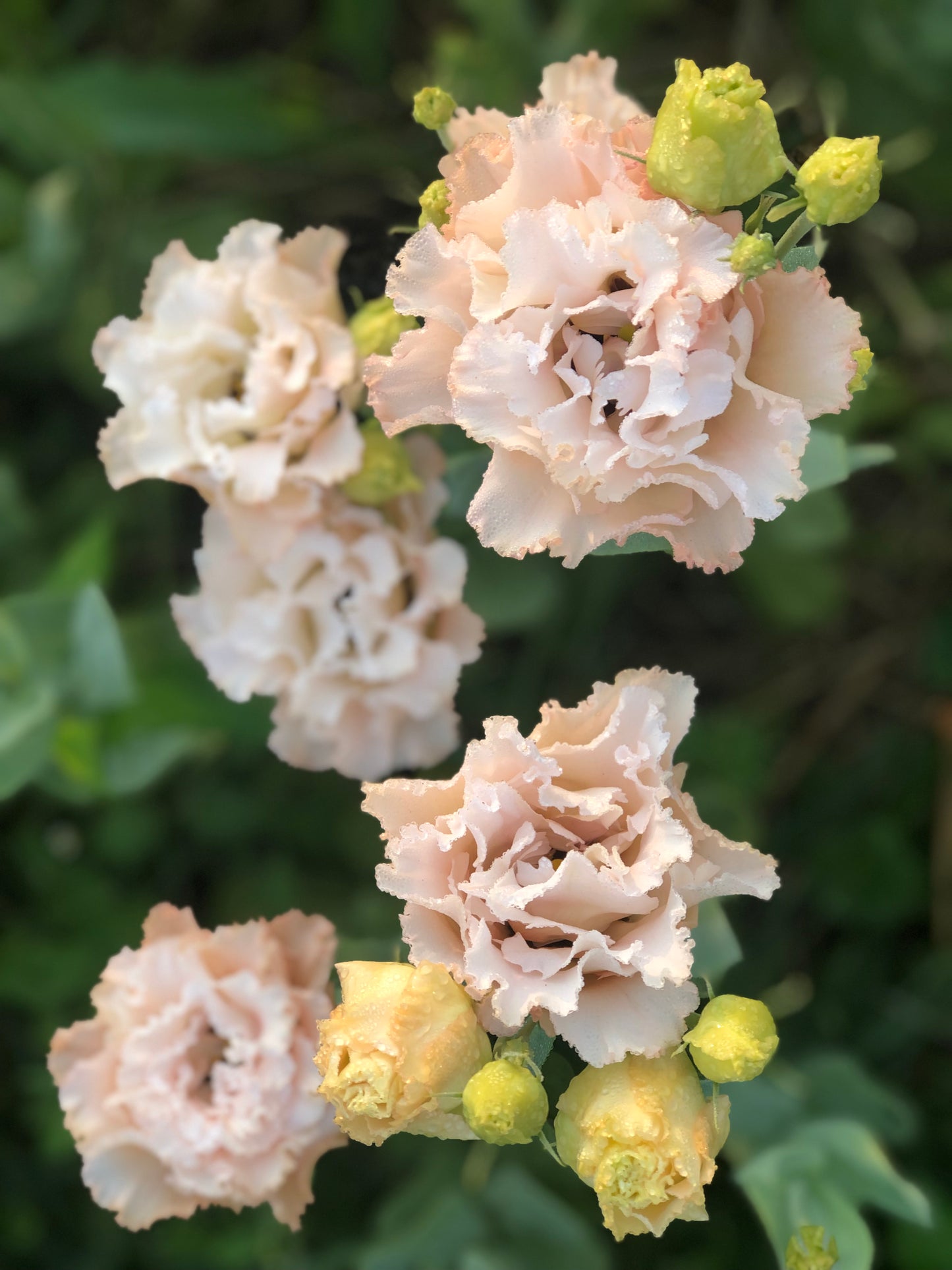 SEPTEMBER Floral Subscription