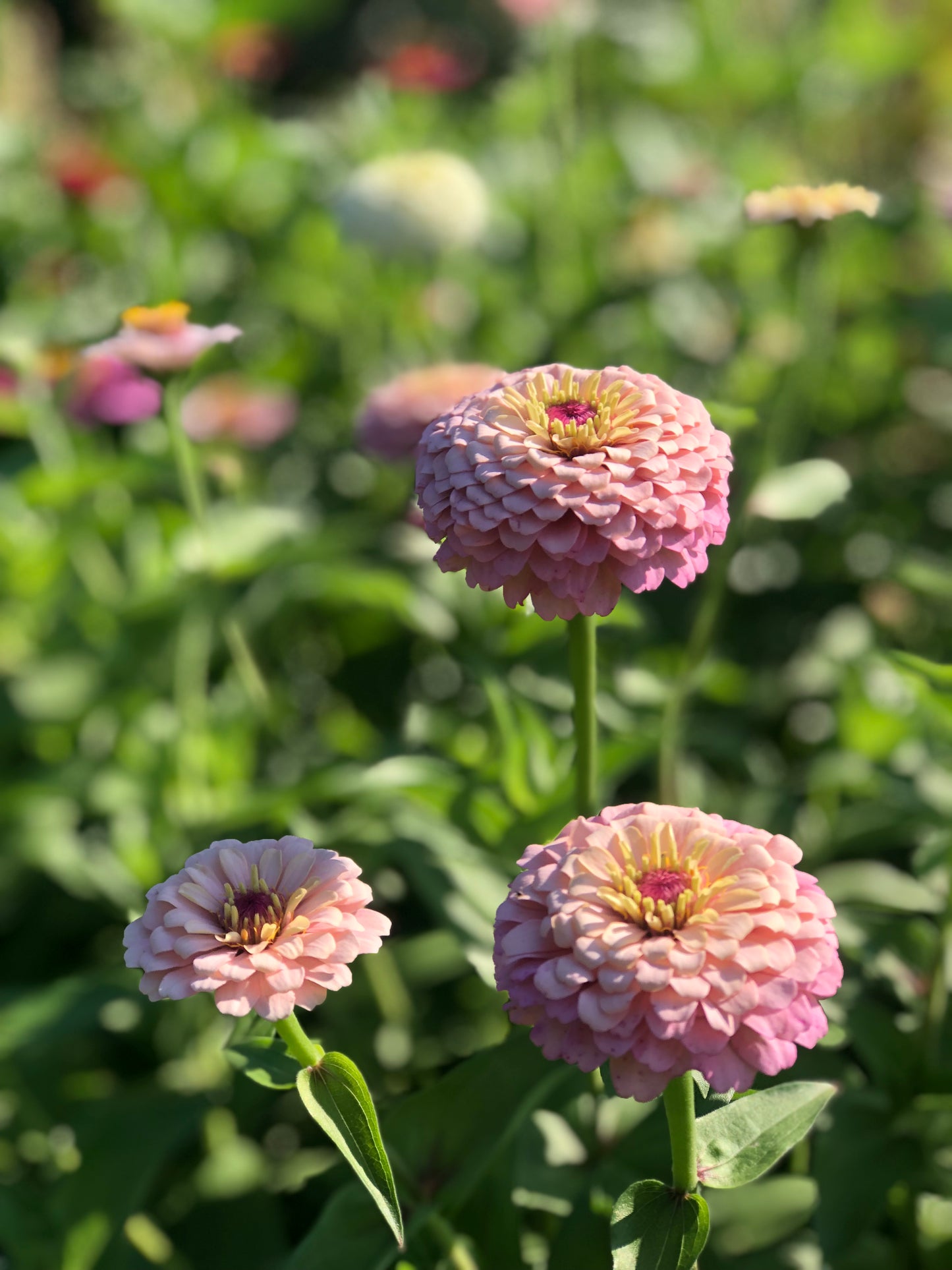 JULY Floral Subscription