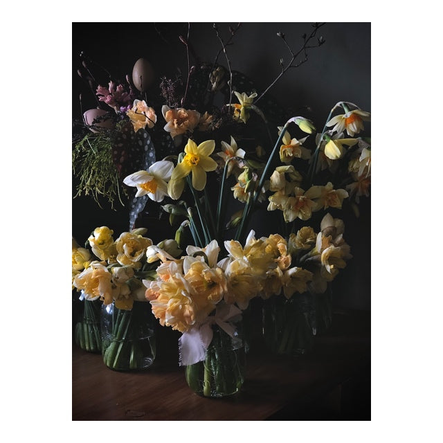 Jars of Specialty Daffodils